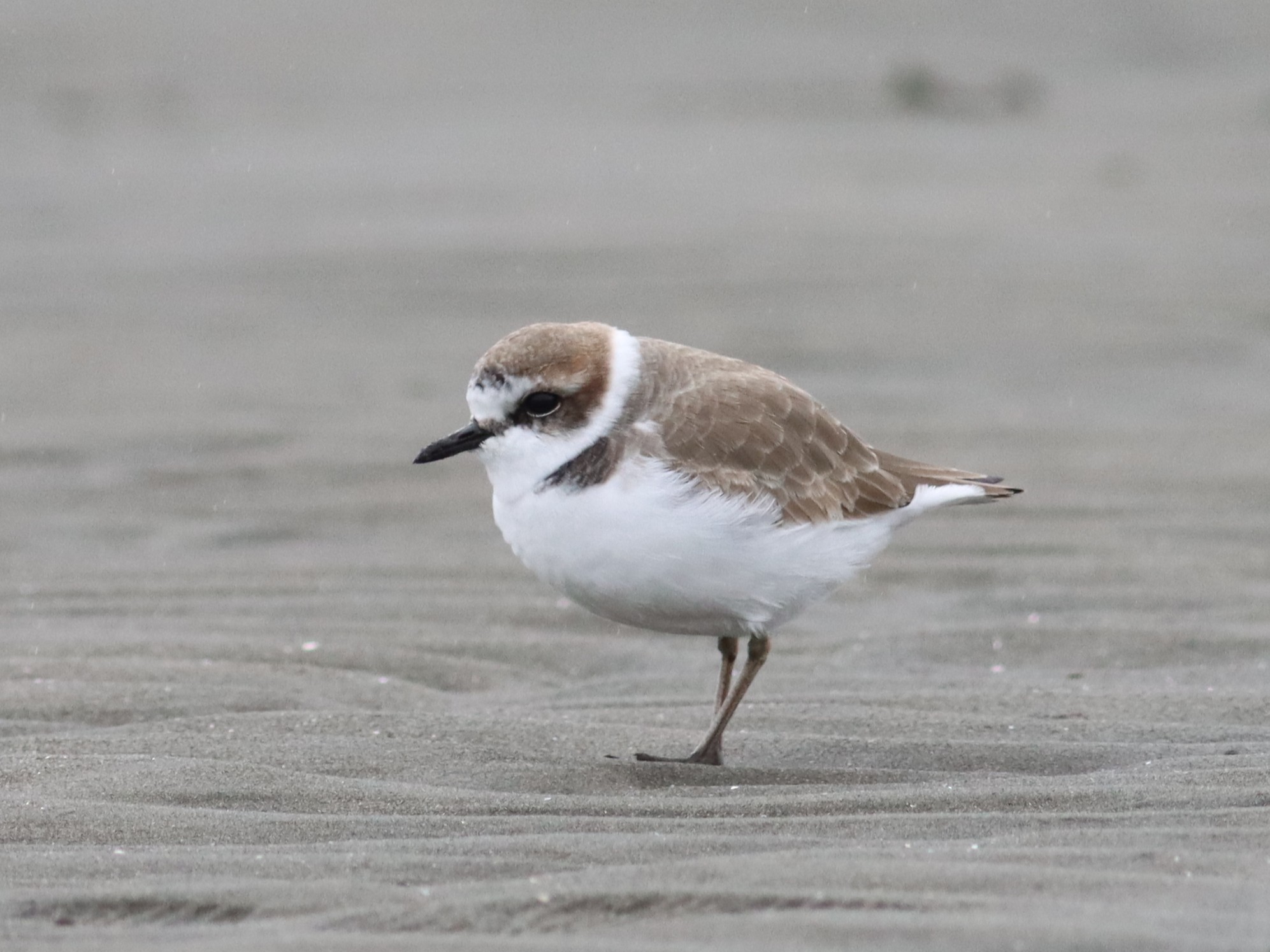 砂浜のシロチドリ７